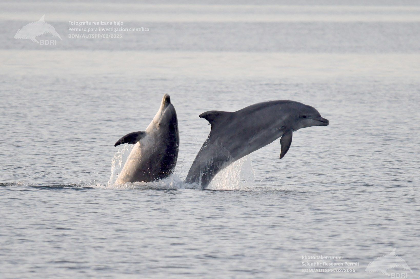 Biólogos, doctores y estudiantes del BDRI hacen un estrecho seguimiento de los mamíferos marinos en las rías de Vigo, Pontevedra y Arousa.