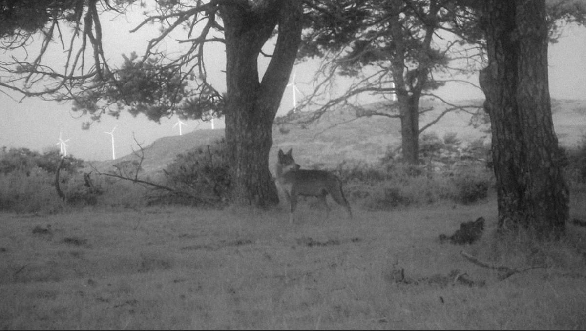 Unha das imaxes de lobos do documental.