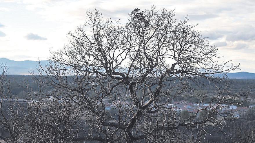 Riofrío explicará en imágenes las consecuencias de los incendios de La Culebra