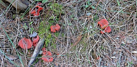 Bolet. Passejant per la vall de Sant Llorenç de Morunys vaig trobar aquestes crestes de gall, que, per l’època que és, no és pas normal que es trobin