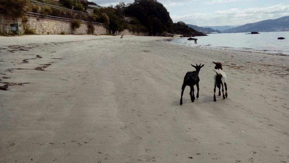 Cabras en la playa de Tirán