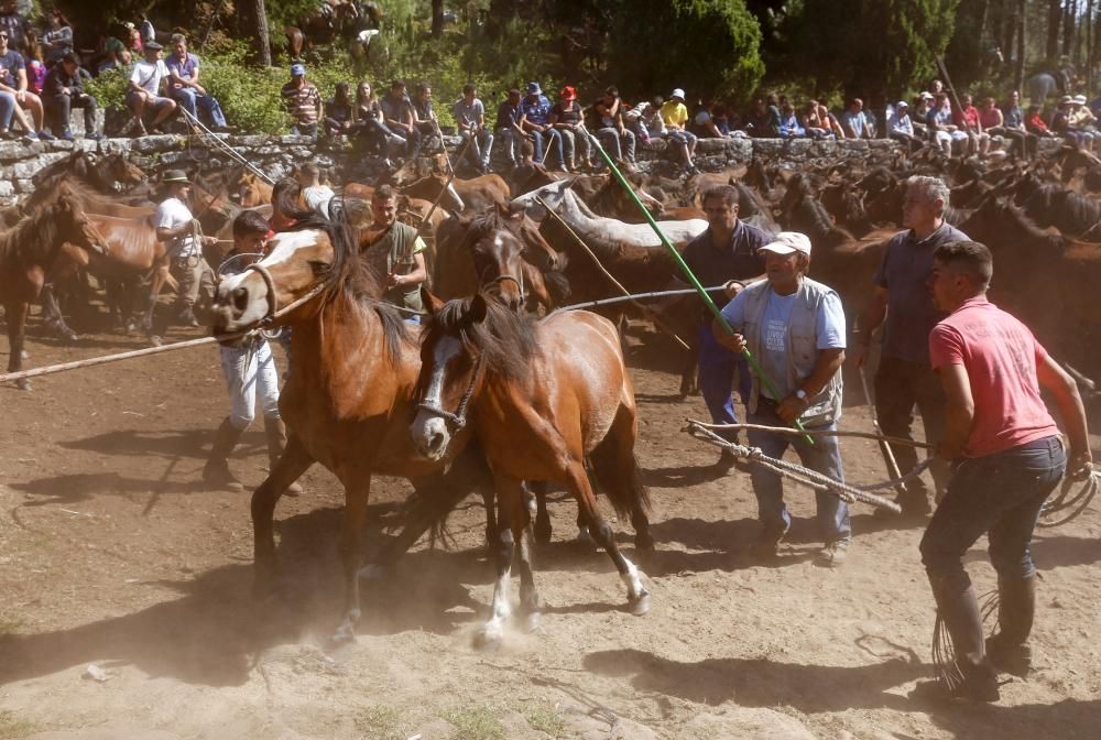 La cita confirma la recuperación de la cabaña de la Serra da Groba con 400 caballos rapados y marcados a fuego en una jornada de fiesta con cientos de espectadores