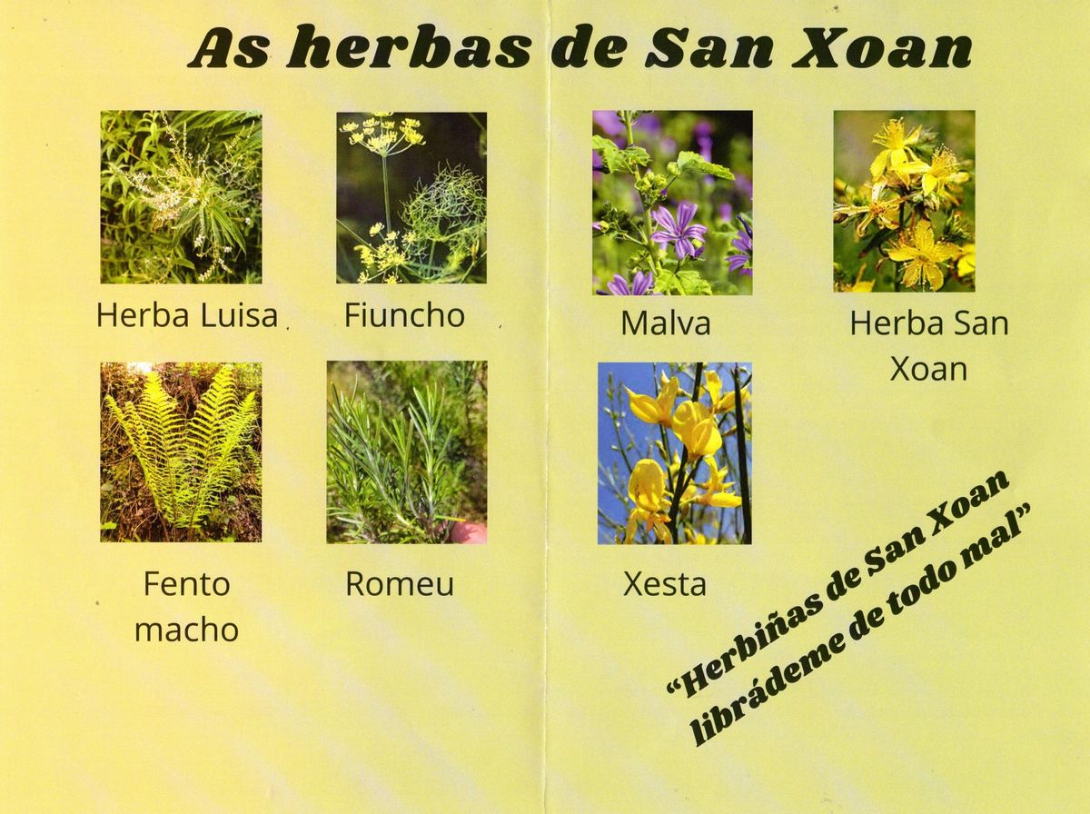 Algunas de las hierbas.