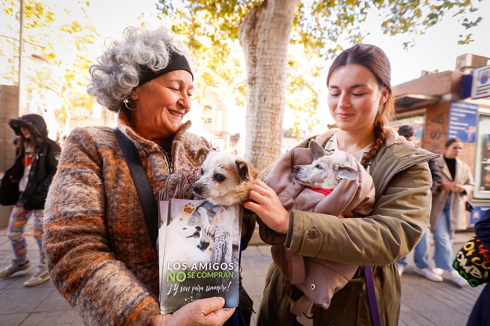 Un paseo con perros para fomentar la adopción