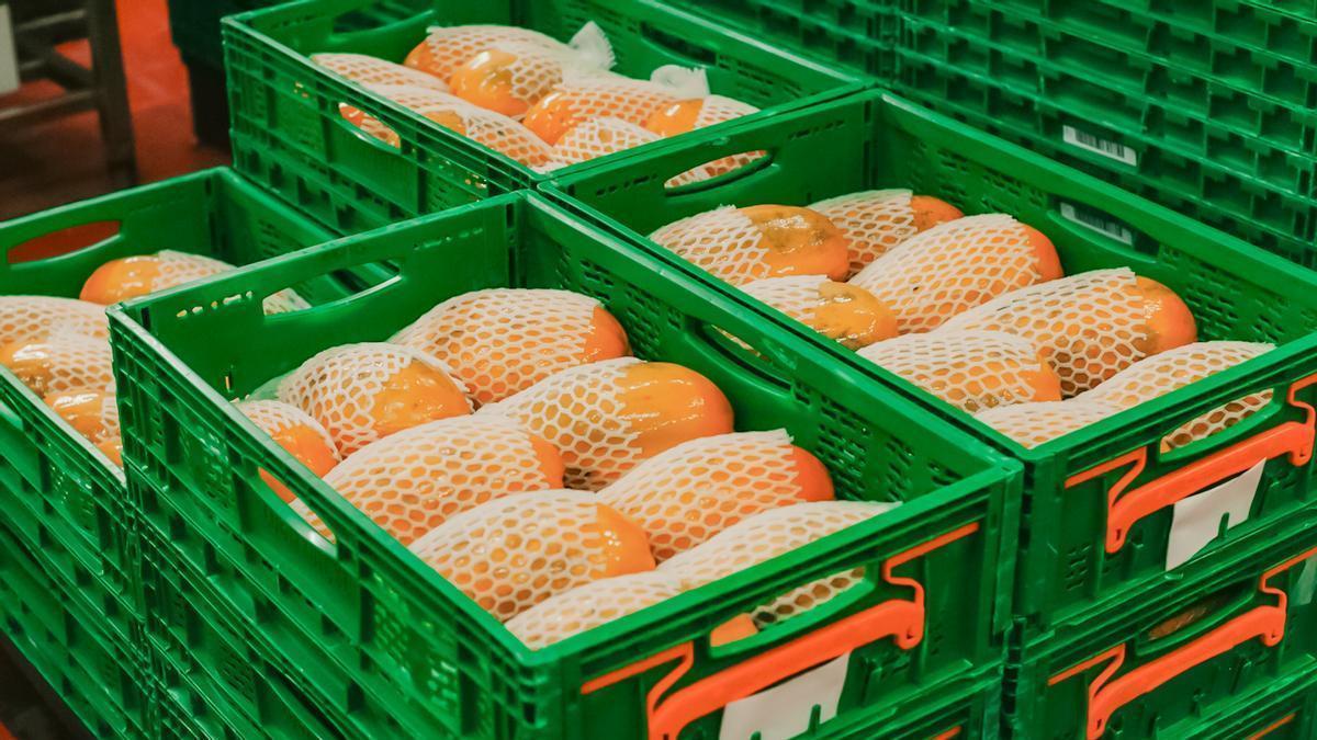 Papayas en Mercadona del proveedor canario Calidosafrut