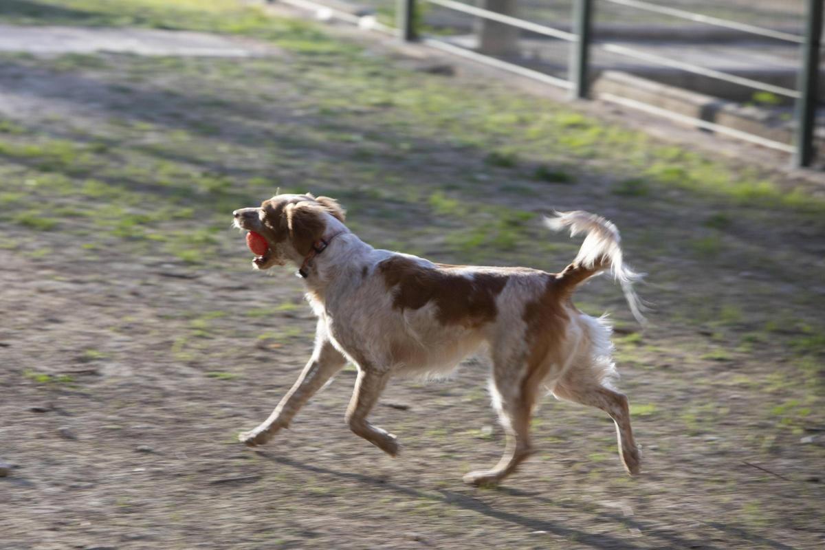 Un perro juega con una pelota en el Jardí de la Pau de Xàtiva, ayer.