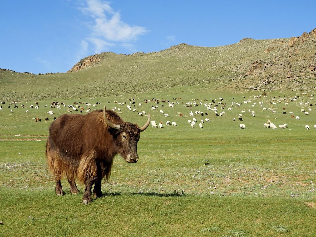 Un ejemplar de yak con un rebaño de ganado al fondo.