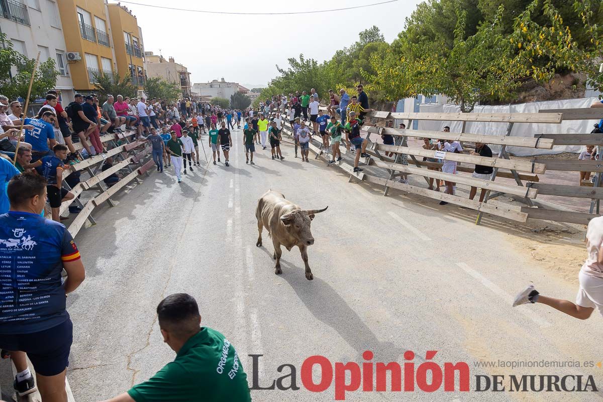 Segundo encierro de la Feria Taurina del Arroz en Calasparra