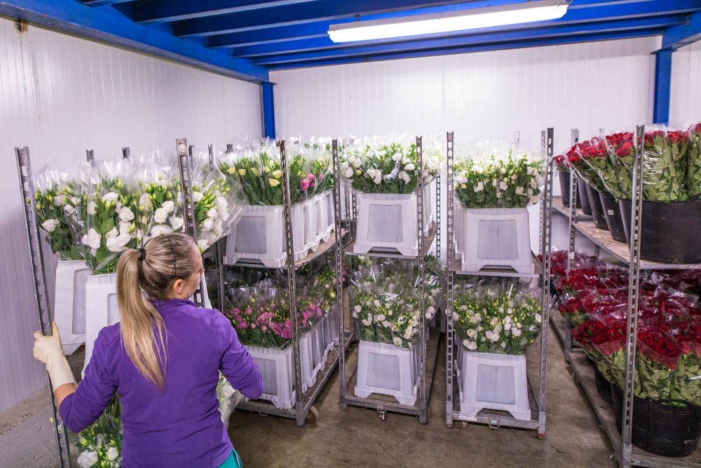 Un millón y medio de flores para el recuerdo