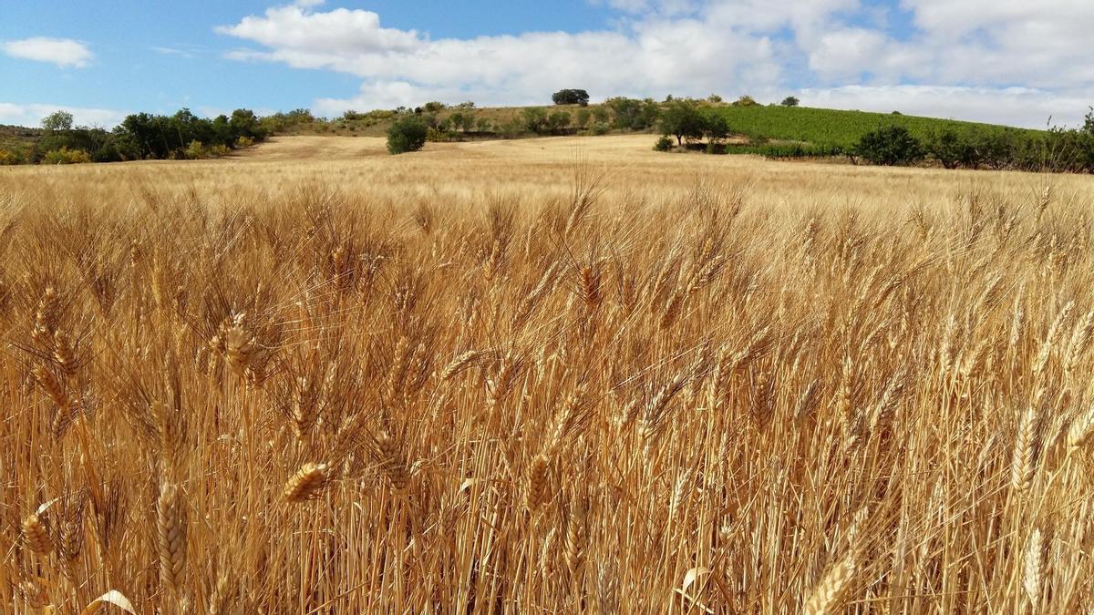 La guerra d’Ucraïna empeny el preu mundial dels aliments a un nou rècord