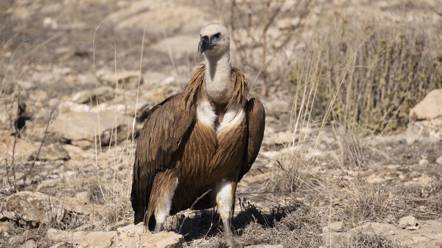 La Fiscalía denuncia a una empresa por la muerte de cuatro buitres leonados en Lorca