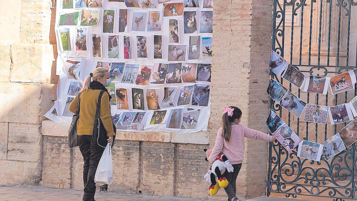 Los vecinos de Canals colocan fotos de sus mascotas para su bendición por Sant Antoni