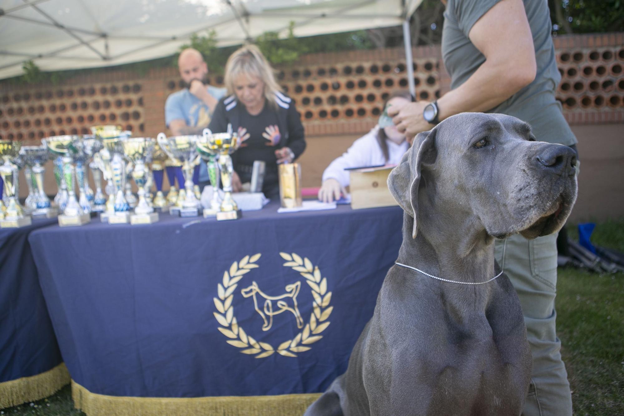 En imágenes: así fue el campeonato de surf para perros en Salinas