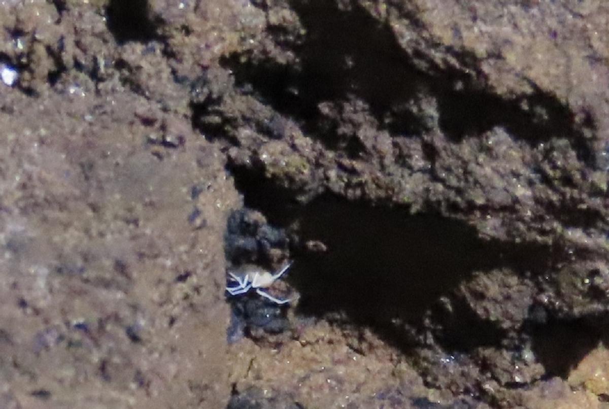 La araña descubierta es exclusiva de la Cueva de Nerja.