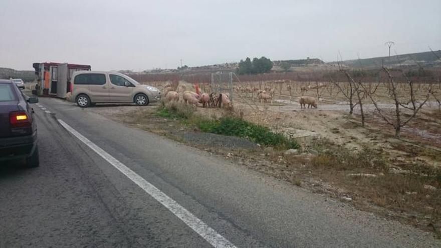 Vuelca un camión que transportaba cerdos en Cieza