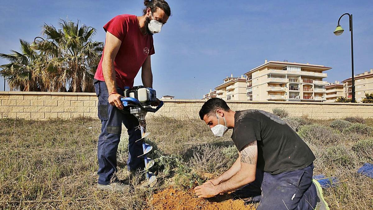 Dos naturalistas plantan un 
ejemplar en el paraje 
del Molino del Agua de La 
Mata.  joaquín carrión