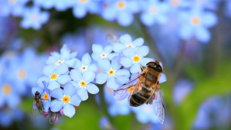 La UE pide reducir los pesticidas nocivos para las abejas