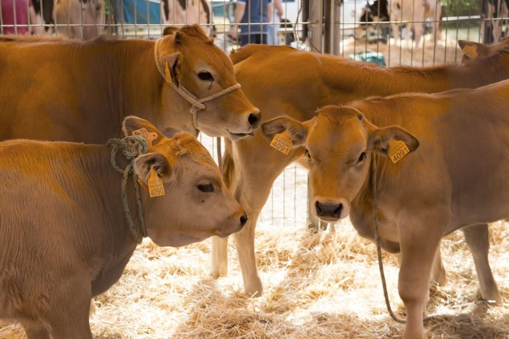 Feria de ganado en Santullano