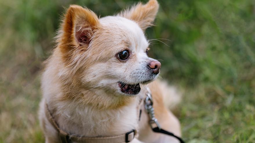 Mata a un perro a patadas y pisotones delante de su dueña: una niña de 12 años