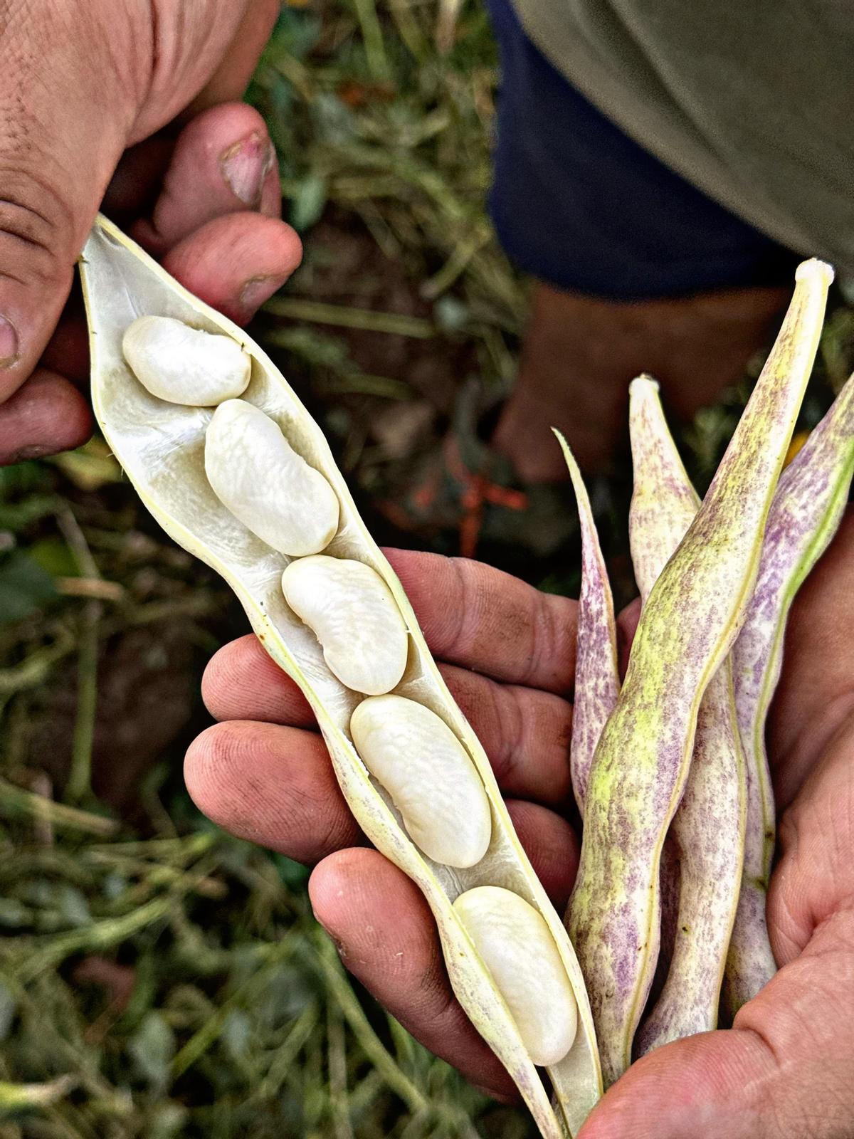 El fruto de un arduo trabajo.