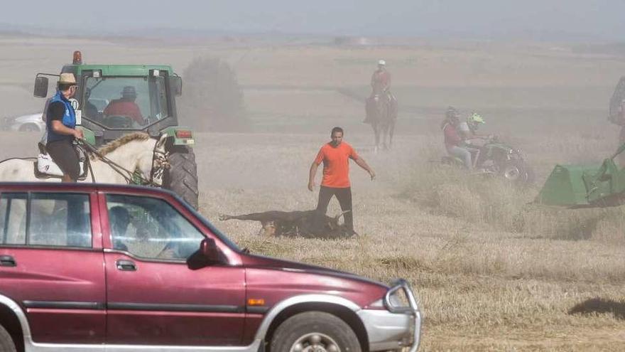 Un operario coloca al astado sin vida instantes antes de ser retirado con la pala de un tractor.