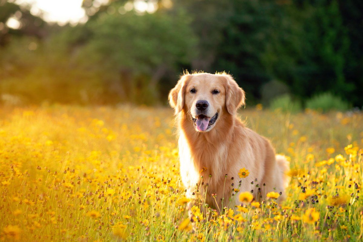 Perro en un jardín