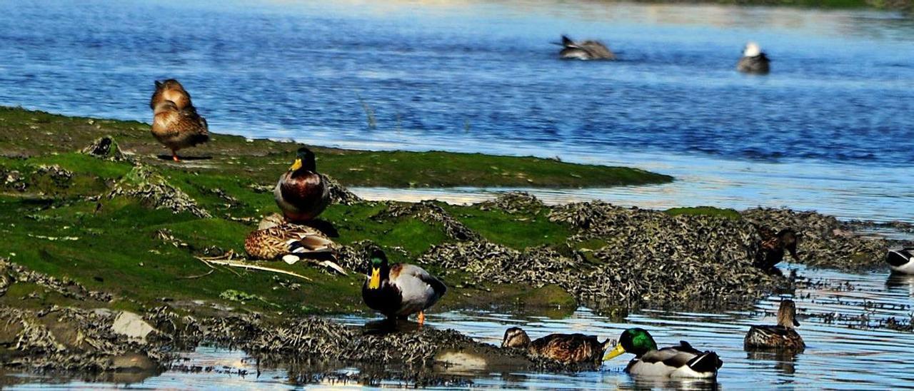 Grupo de ánades reales, en el estuario de Vilanova.  | // IÑAKI ABELLA