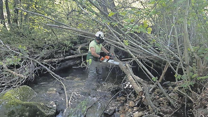 Trabajos de desbroce, de poda y de retirada de troncos y ramajes del arroyo de la Hueria en las proximidades de la población de la Hueria Baja de Laviana.