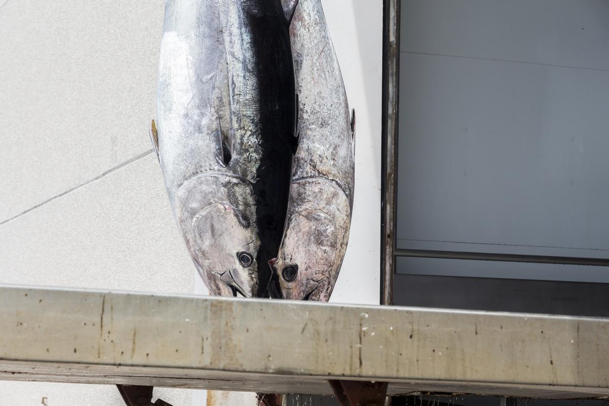 Pesca mediante el sistema de almadraba