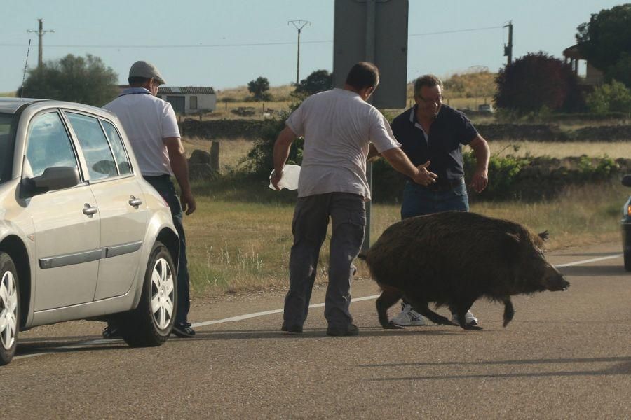 Un jabalí por la carretera de Pereruela