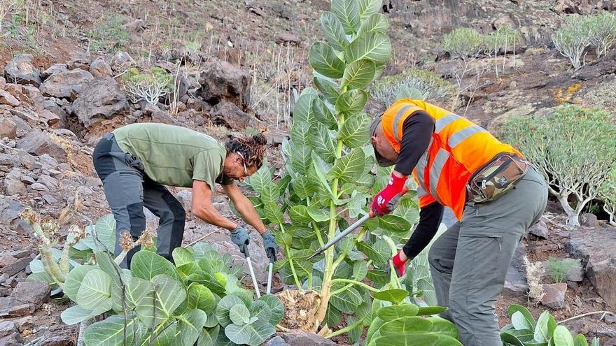 El manzano de Sodoma invade el sur y el suroeste de Gran Canaria