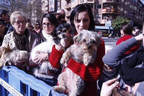 Bendición de animales en Murcia por San Antón