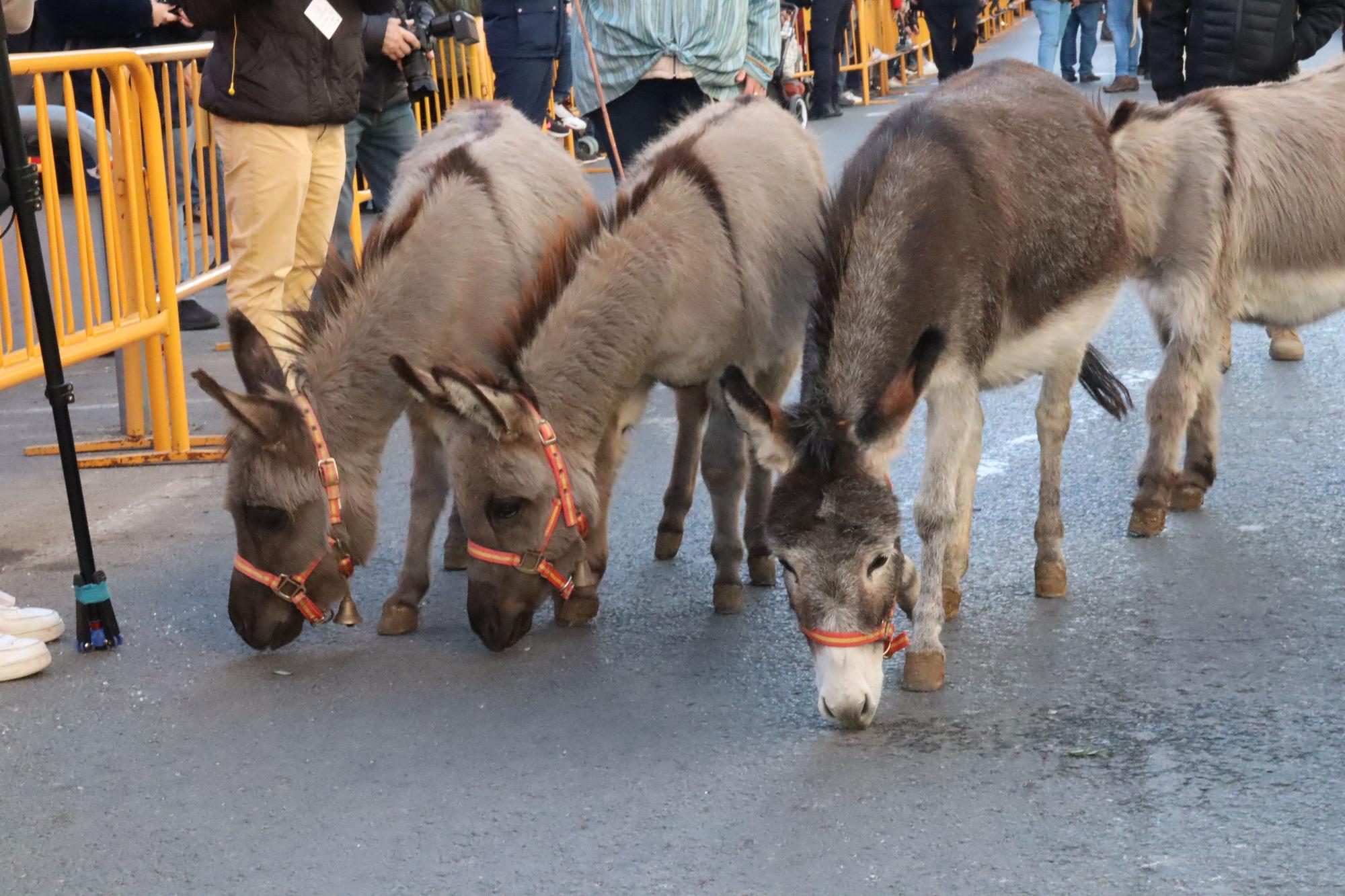 Perros policía y animales de granja completan el desfile de Sant Antoni en València