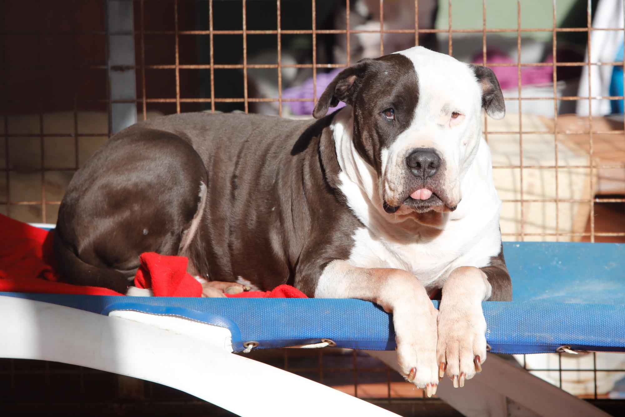 Junior, el perro de Ibiza que murió esperando un hogar