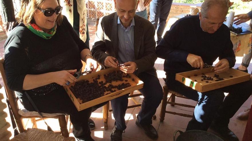 El delegado provincia de Agricultura, Pesca y Desarrollo Cultural, Javier Salas, recogiendo la pasa seca durante una jornada en la Axarquía.