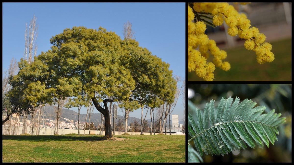 ficha-ob-acacia-dealbata-trinitat-barcelona ficha-ob-acacia-dealbata-trinitat-barcelona