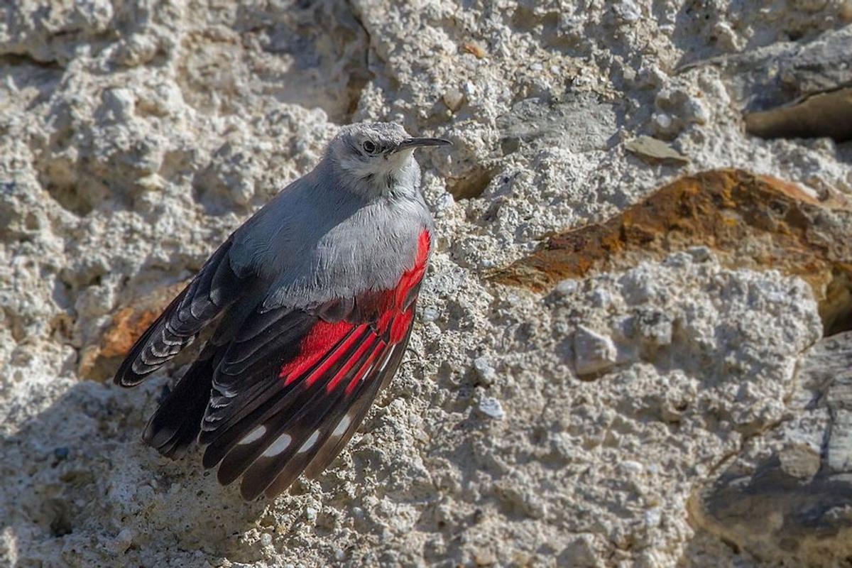 Treparriscos posado en una pared.