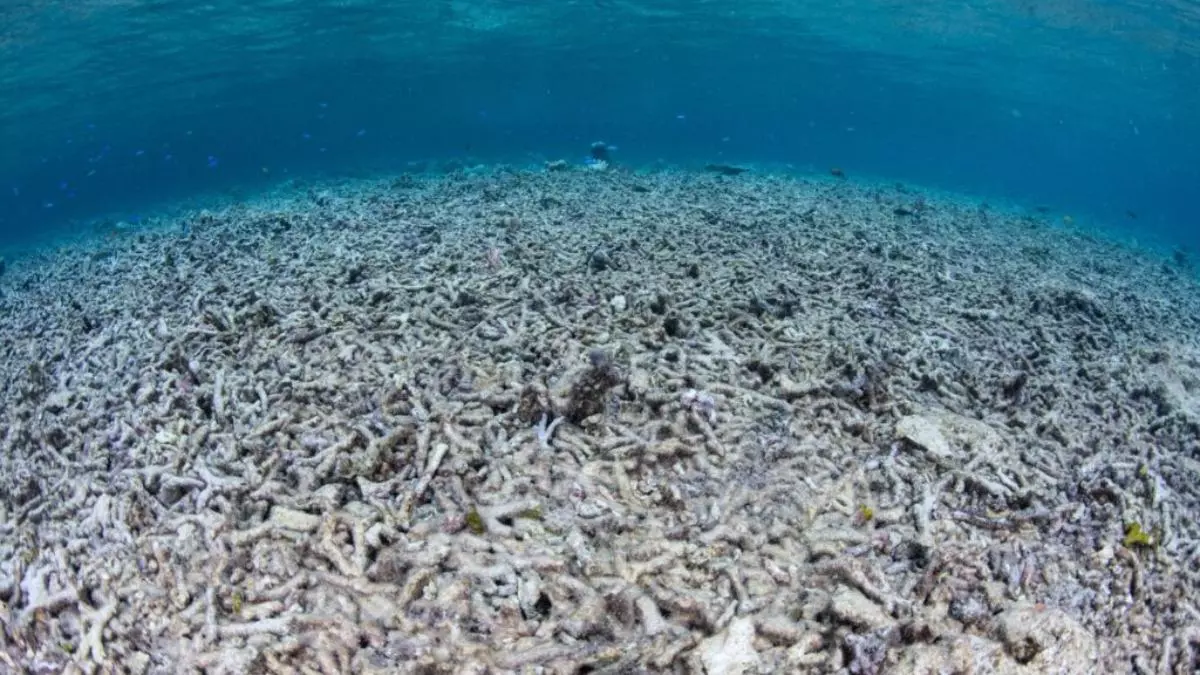 La acidificación de los océanos llega a niveles alarmantes y pone en peligro al planeta