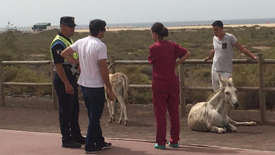 Imagen de la burra atropellada en la localidad de Morro Jable.