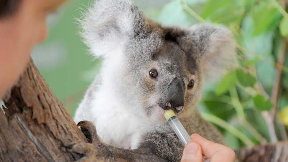 Koala en el zoo de Australia