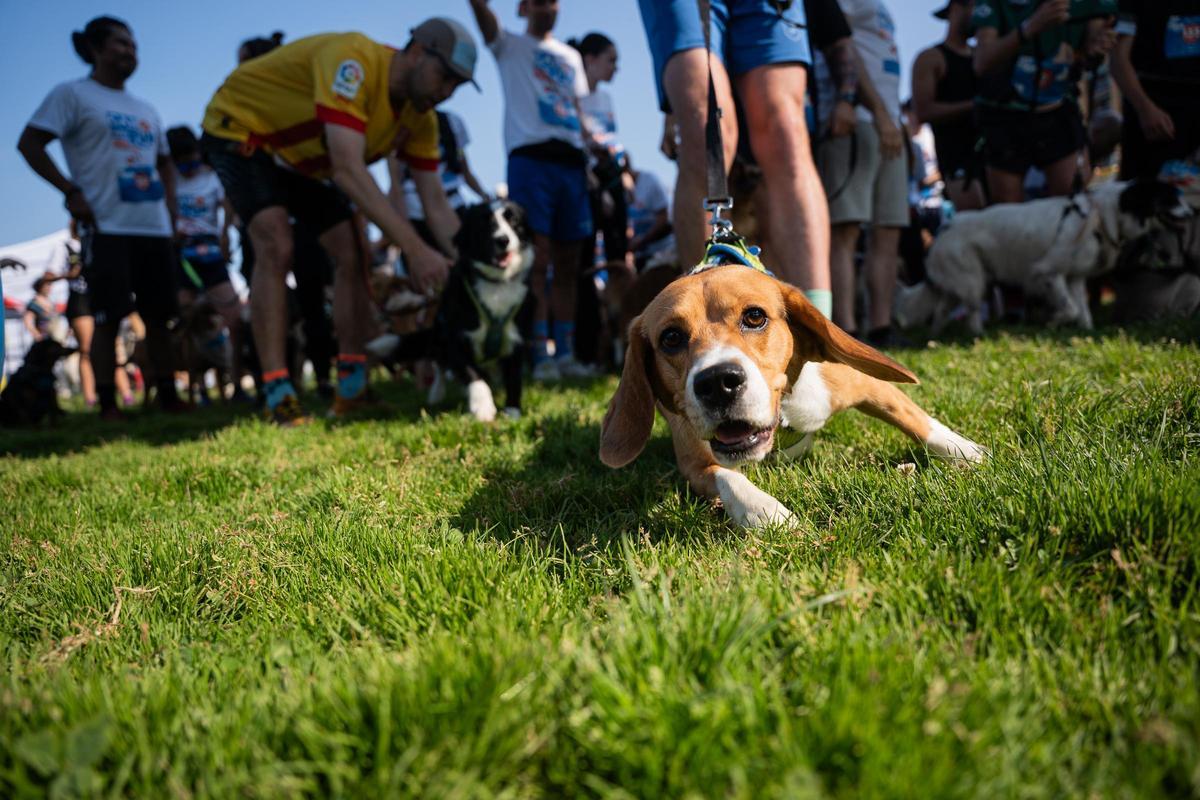 Carrera Can We Run 2025