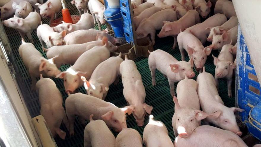 Lechones en una granja porcina de Lorca.  | L.O.
