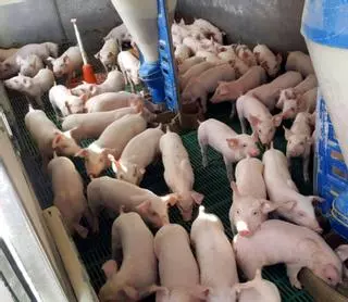 La Comunidad admite que autorizó la ampliación de 70 granjas porcinas sin evaluar el daño ambiental