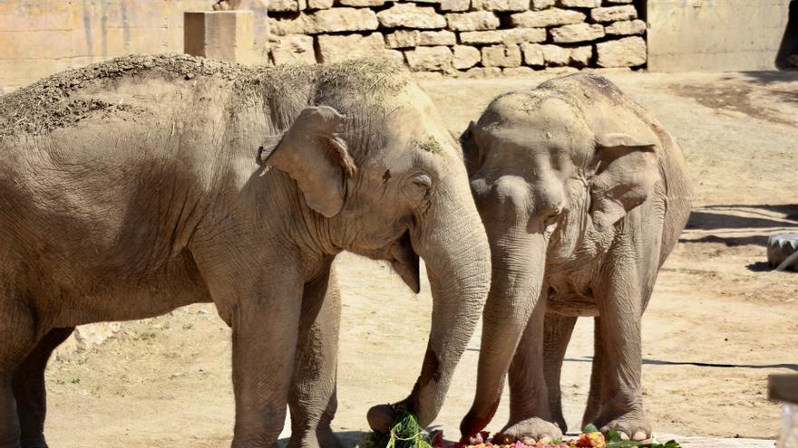 La elefanta Tima de Selwo Aventura cumple hoy 57 años
