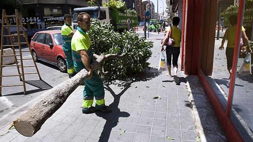 Trabajadores retirando uno de los árboles talados en la avenida de Padre Esplá, ayer.