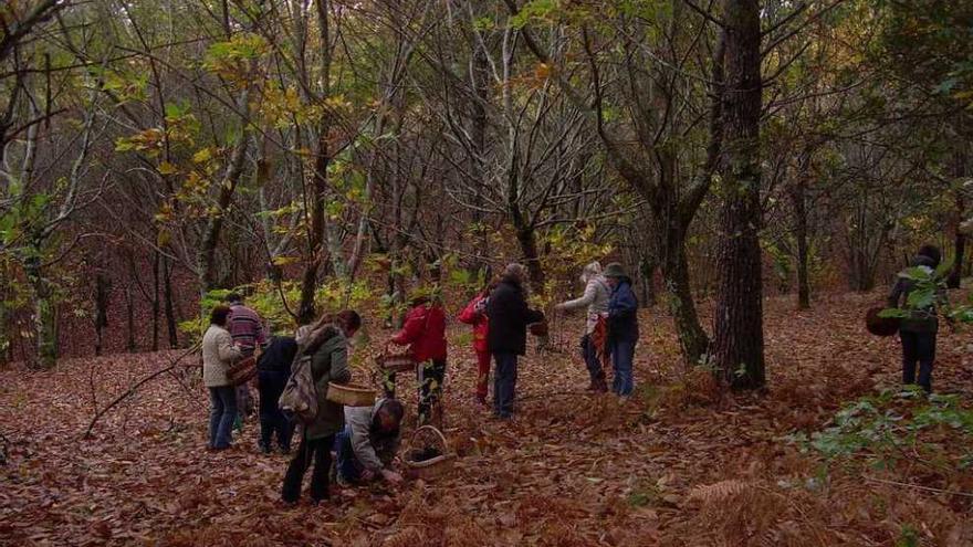 Un grupo recoge setas en cestas en un monte. la opinión