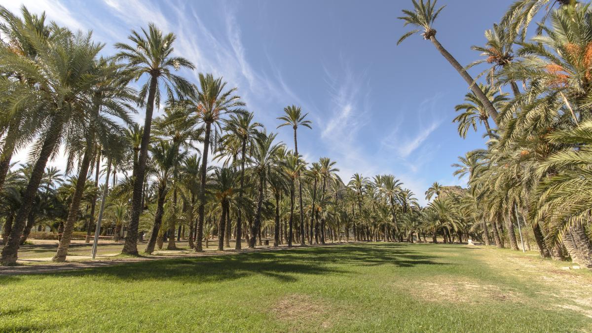 El también denominado Palmeral de San Antón es el segundo más importante de Europa .