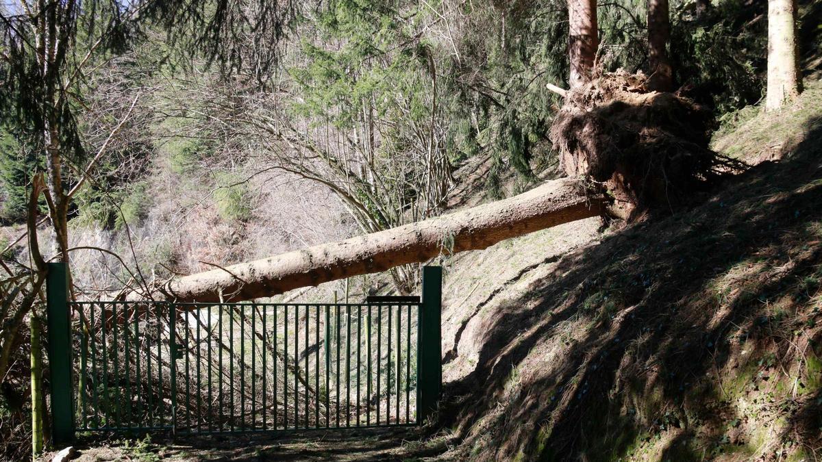 Les imatges del danys per les ventades al Ripollès