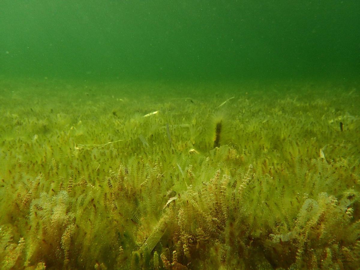 Alga 'Batophora' localizada en s'Estany des Peix