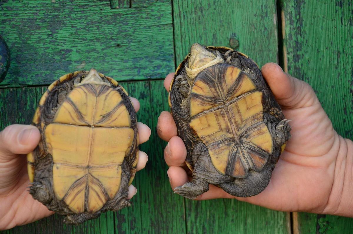 Juzgan a una pareja por tener en Mallorca el mayor criadero ilegal de tortugas de Europa